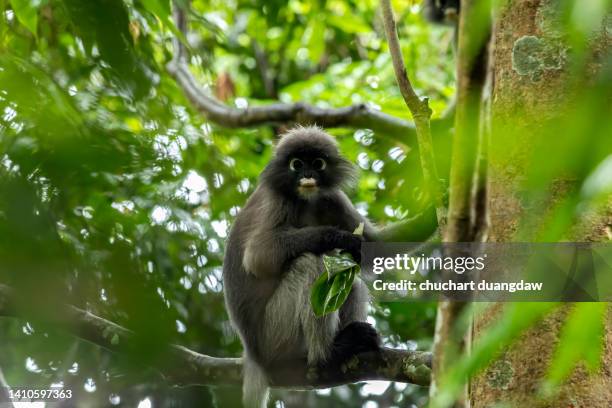 dusky leaf monkey or dusky langur in tropical rainforest - mono de hoja fotografías e imágenes de stock