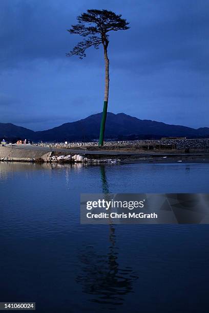 2,633 Japan Pine Tree Stock Photos, High-Res Pictures, and Images ...