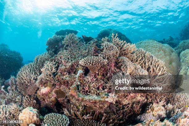 hard corals of the great barrier reef marine park. - acropora sp stock pictures, royalty-free photos & images