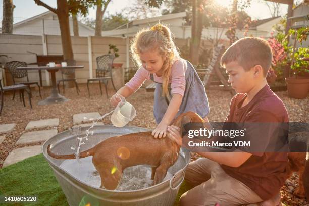 irmão mais novo e irmã se unindo e lavando seus cães no quintal no verão. crianças de irmãos animadas para limpar seus animais adotivos, brincando e aprendendo a cuidar de seus animais de resgate - animal welfare - fotografias e filmes do acervo