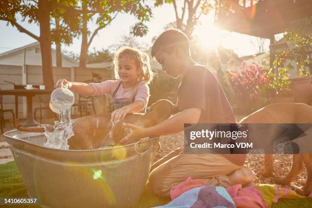 two kids washing their dogs outside in their backyard. sibling sister and brother learning to be responsible by caring for their pets at home. little girl and boy cleaning ridgeback puppies in summer - canine stock pictures, royalty-free photos & images