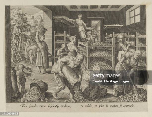 Sericus 29 Workers Feeding Silk Worms Mulberry Stock Photos, High-Res Pictures ...