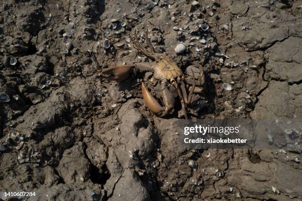 dead crab on mudflat - animal body stock pictures, royalty-free photos & images