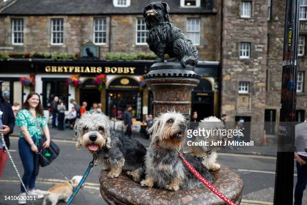 Members of the Dandie Dinmont Terrier Club gather at the statue of Greyfriars Bobby on July 24, 2022 in Edinburgh, Scotland. Mike Macbeth from Canada...