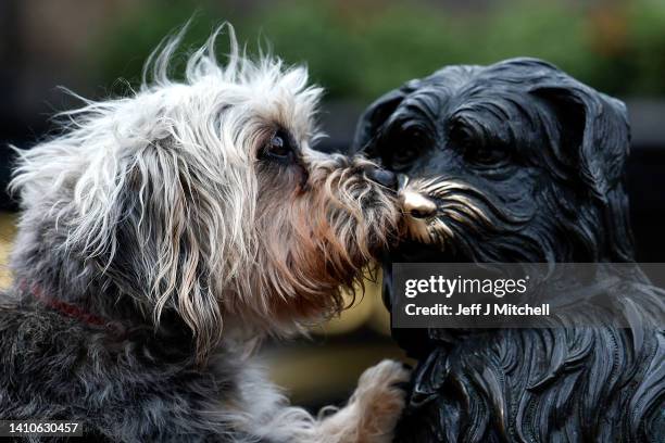 Members of the Dandie Dinmont Terrier Club gather at the statue of Greyfriars Bobby on July 24, 2022 in Edinburgh, Scotland. Mike Macbeth from Canada...