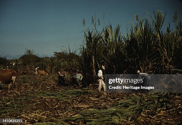 Fsa Borrowers Harvesting Sugar Cane Cooperatively On A Farm