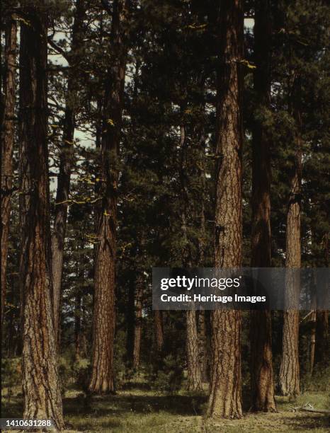 Stand of virgin ponderosa pine, Malheur National Forest, Grant County, Oregon. Artist Russell Lee.