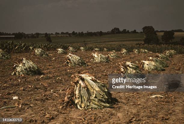 Burley tobacco is placed on sticks to wilt after cutting, before it is taken into the barn for drying and curing on the Russell Spears' farm,...