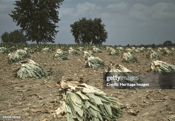 Burley tobacco is placed on sticks to wilt after cutting, before it is taken into the barn for drying and curing, on the Russell Spears' farm,...