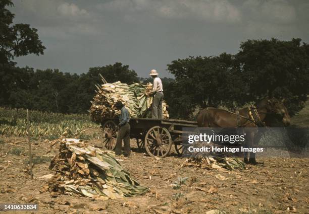 Taking Burley tobacco in from the fields after it had been cut, to dry and cure in the barn, on the Russell Spears' farm, vicinity of Lexington,...