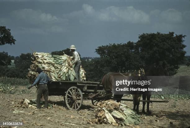 Taking burley tobacco in from the fields, after it has been cut to dry and cure in the barn, on the Russell Spears' farm, vicinity of Lexington,...