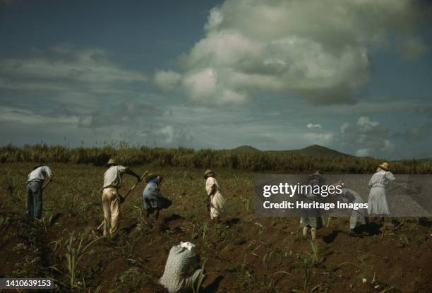 Cultivating sugar cane on the Virgin Islands Company land, vicinity of Bethlehem, St. Croix. Artist Jack Delano.
