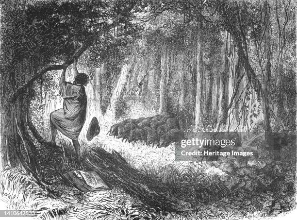 An Aboriginal in Danger; An Ascent of the Cofre de Perote, Mexico', 1875. [An indigenous man climbs a tree to escape a herd of wild boar. The Cofre...