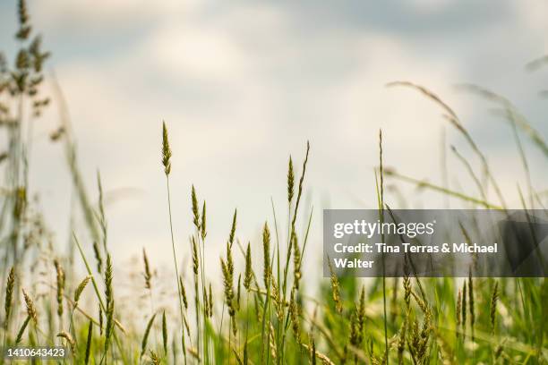 triticale is a cross between rye and wheat. - world food day stock pictures, royalty-free photos & images