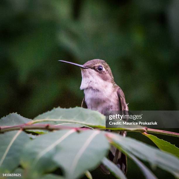 resting hummingbird - oakville ontario stock pictures, royalty-free photos & images