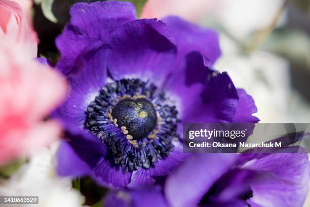 beautiful violet anemone close up - anemone flower arrangements stock pictures, royalty-free photos & images