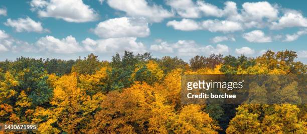 colorful autumn forest - orange branch stock pictures, royalty-free photos & images