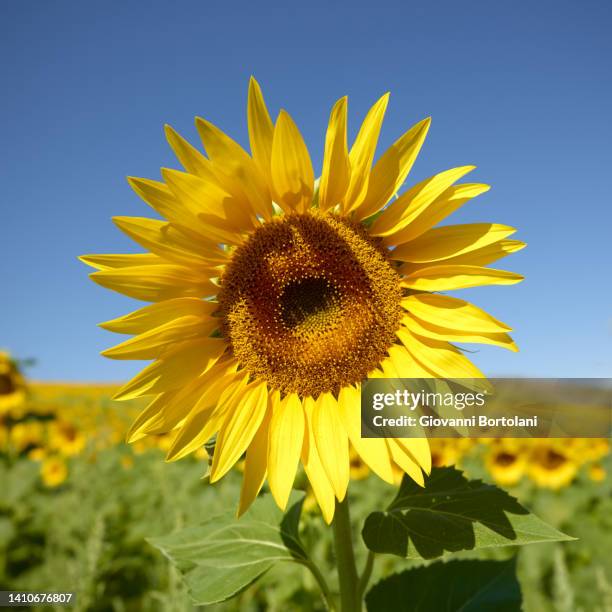 fields of sunflowers in tuscany - zonnenbloem stockfoto's en -beelden