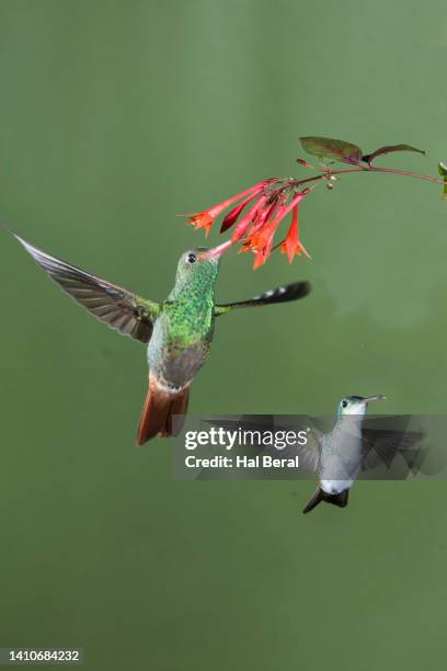 rufous-tailed hummingbird feeding on flower with andean emerald hummingbird - braunschwanzamazilie stock-fotos und bilder