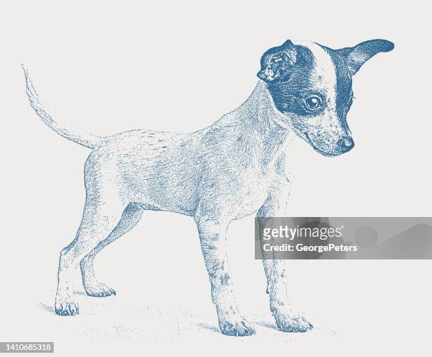 cute rat terrier dog - lap dog stock illustrations