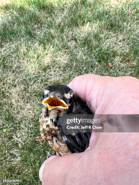 baby robin fledgling begging to be fed in a human hand - lijster stockfoto's en -beelden