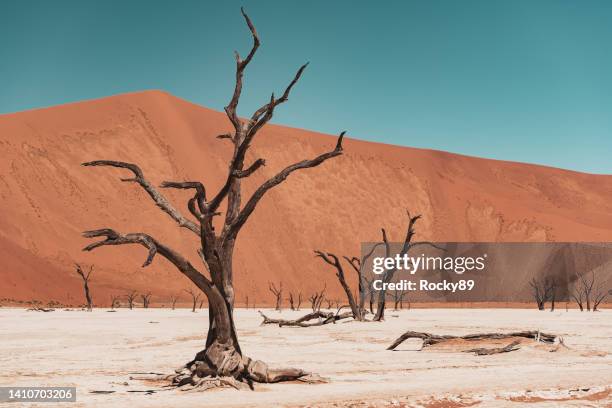 deadvlei in sossusvlei, namibia - dead vlei namibia stock-fotos und bilder