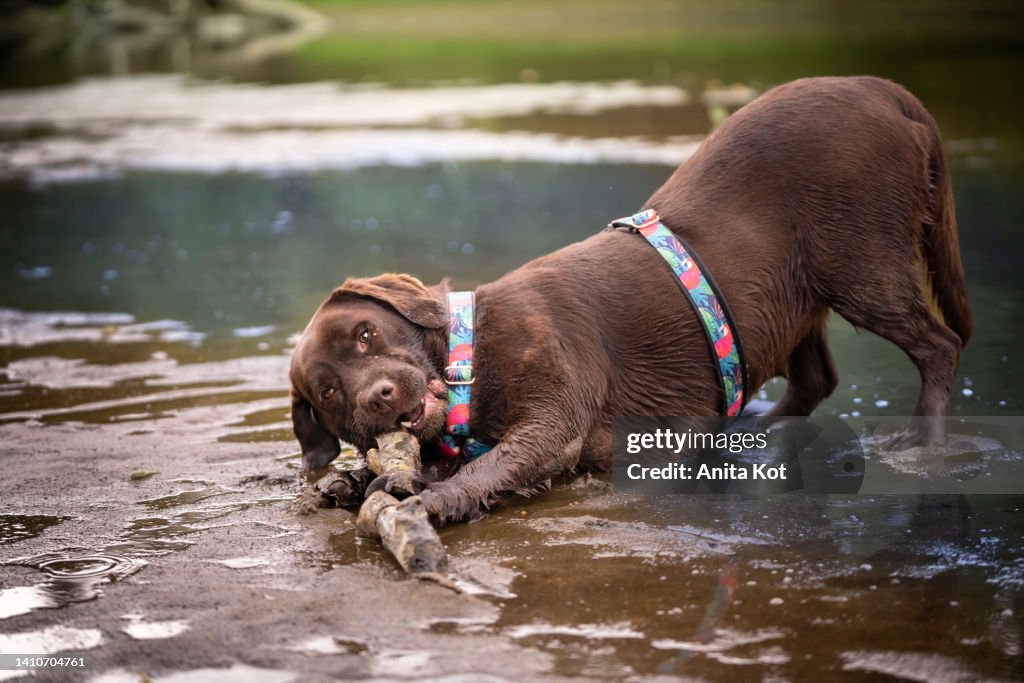 A Labrador dog bites a stick