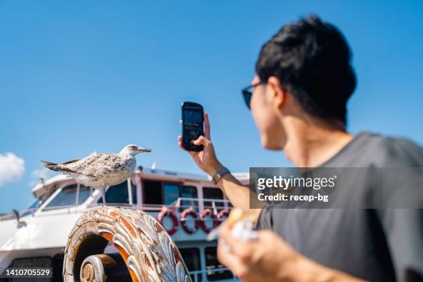 männliche touren machen fotos von möwen mit smartphone - camera boat stock-fotos und bilder