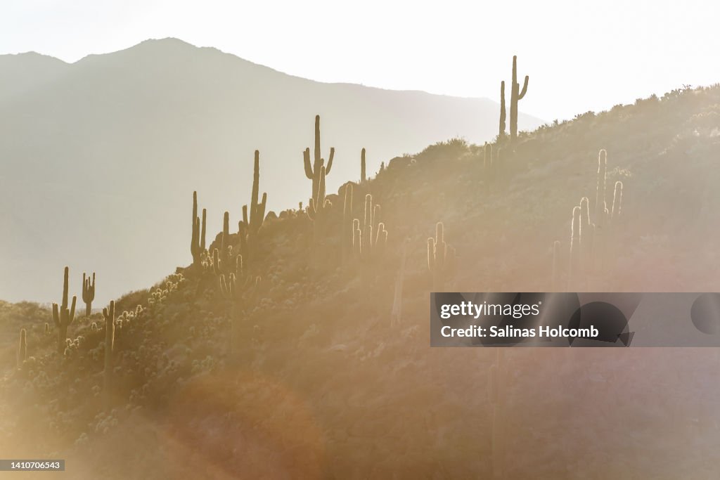 Hillside Cacti