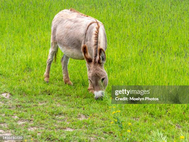 donkey grazing - eating donkey photos et images de collection