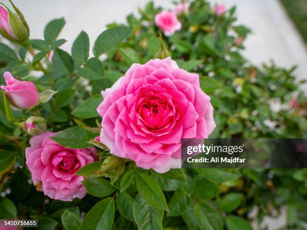 rose flower - ali rose fotografías e imágenes de stock