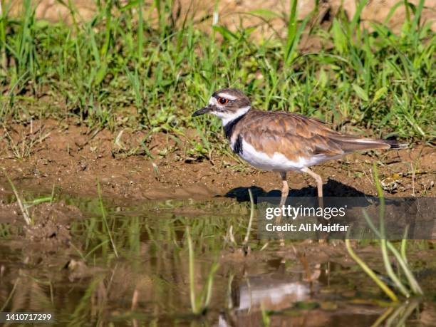 killdeer - dierlijke mond stockfoto's en -beelden