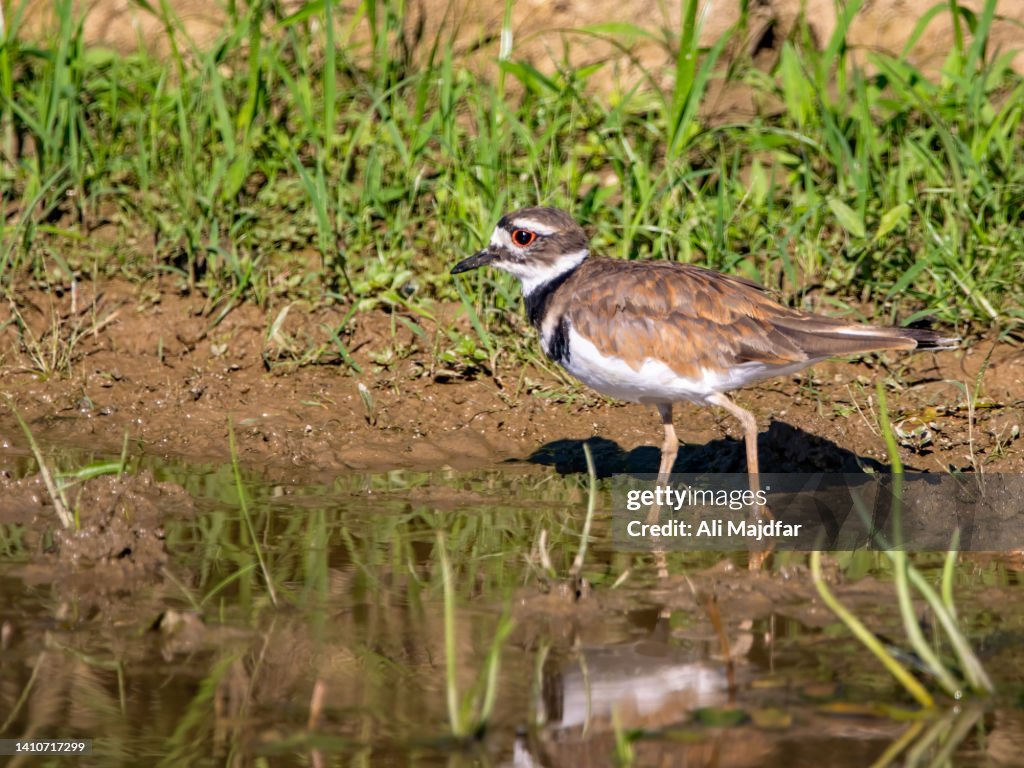 Killdeer