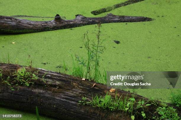 swamp area with planktonic algae - algue bleue photos et images de collection