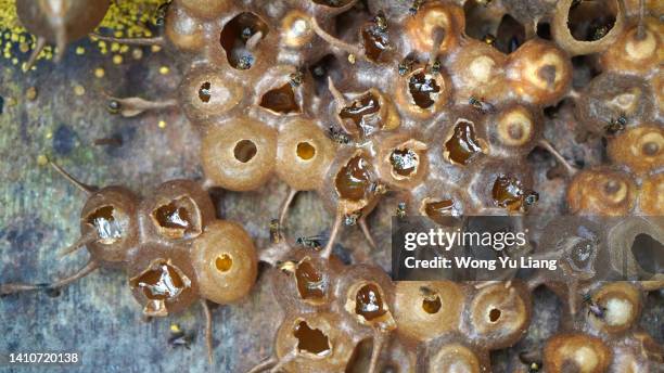 meliponines (kelulut) stingless bee hives - arica fotografías e imágenes de stock