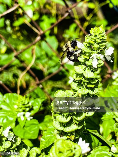 bee gathering pollen - panyik-dale stock pictures, royalty-free photos & images