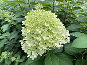 Blooming Hydrangea paniculata Limelight With Green Leaves In Garden