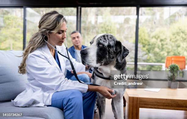 vet examining a dog at home - animal activity stock pictures, royalty-free photos & images