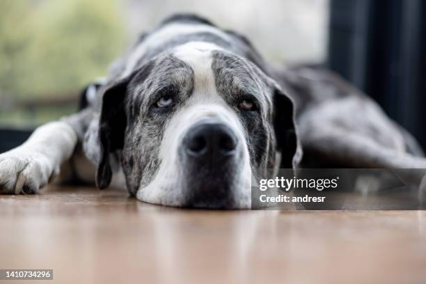 beautiful great dane dog relaxing at home - great dane home stock pictures, royalty-free photos & images