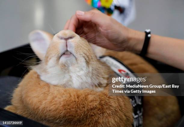 Large Therapy Rabbit Flemish Giant Rabbit Photos and Premium High Res Pictures - Getty Images