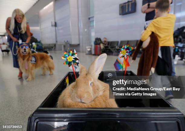 Large Therapy Rabbit 1,432 Giant Rabbit Stock Photos, High-Res Pictures, and Images - Getty ...