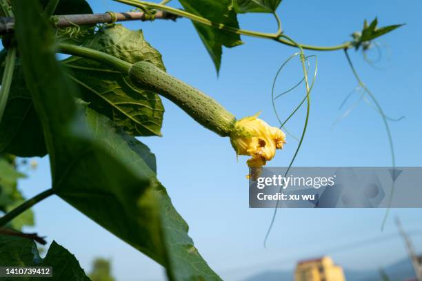 loofah in the backyard vegetable garden - loofah stock pictures, royalty-free photos & images