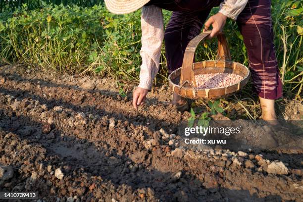 planting peanuts in the field - peanuts field imagens e fotografias de stock