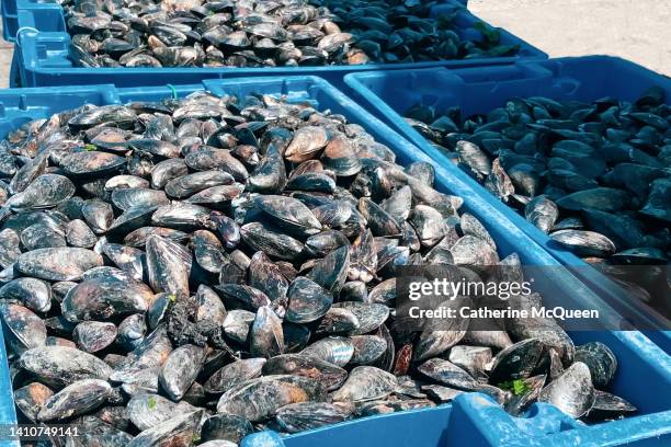 fresh catch of mussels - mussels stockfoto's en -beelden