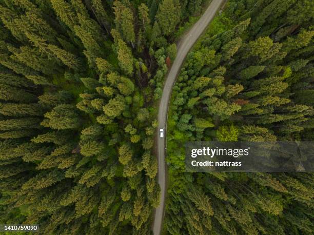 car driving through lush forest on a forestry road - canada forest stock pictures, royalty-free photos & images