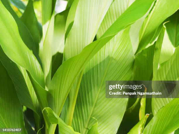 green leaves boesenbergia rotunda kaempferia cochinchinensis gagnep. kaempferia ovata roscoe, kaempferia pandurata roxb tree booming in garden - ginger bush stock pictures, royalty-free photos & images