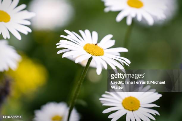 close up of white daisy flower on a meadow. - ヒナギク ストックフォトと画像