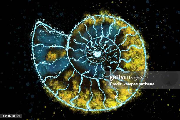 Abstract Nautilus Pattern Abstract Nautilus Shell Photos and Premium High Res Pictures - Getty Images