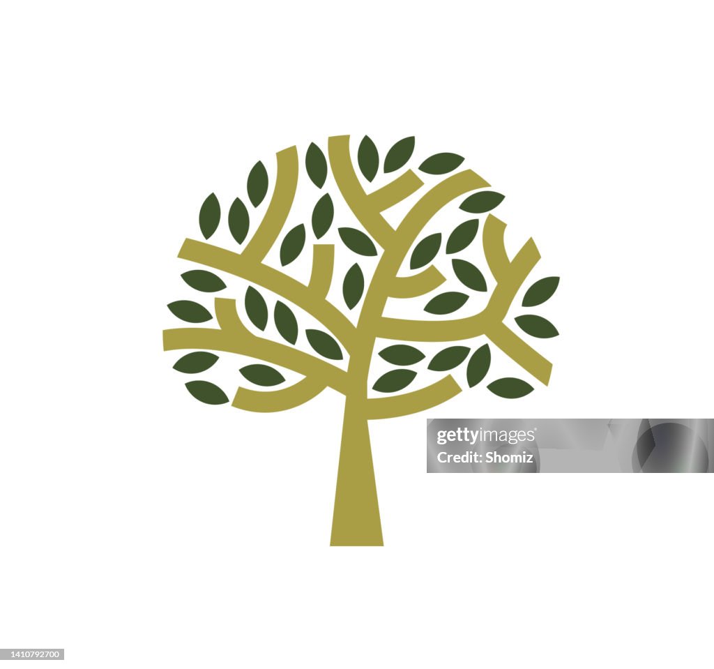 Olive Tree