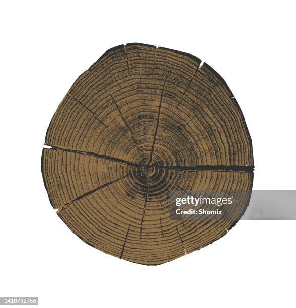 baum x-section - tree rings stock-grafiken, -clipart, -cartoons und -symbole